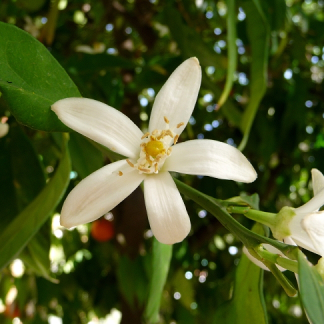 azahar - kwiat pomarańczy